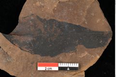 Foto (Detailsansicht) von Quercus palaeoilex Ettingshausen (NHMW-GEO-2024-0188-0911)